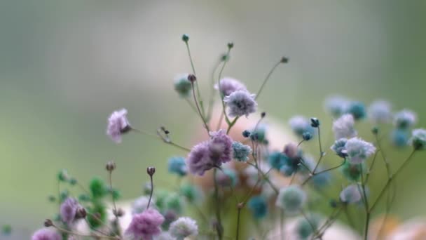 Flache Schärfentiefe Von Multi Farbigen Gipsophila Blüten Nahaufnahme Makro Hochwertiges — Stockvideo