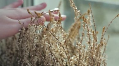 Pencere pervazındaki güneş ışınlarında kadın eli nazikçe iç mekan bitkilerine dokunuyor. Yüksek kalite 4k görüntü