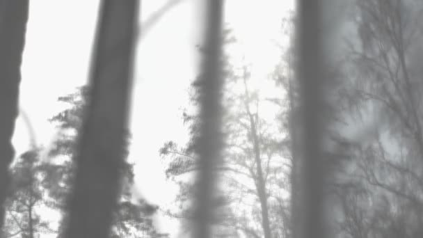 Вид Через Окно Деревья Заходящее Солнце Высококачественные Кадры — стоковое видео