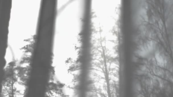 Uitzicht Door Het Raam Naar Bomen Ondergaande Zon Hoge Kwaliteit — Stockvideo