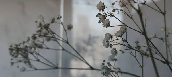 Güzel çingene ya da bebekler pencereye çiçek solur. Minimum iç dekorasyon konsepti yüksek kaliteli fotoğraf.