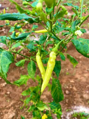 Green chili is a type of chili that is still young and immature.Usually green chili is used as a cooking ingredient because it has a distinctive spicy taste. In general,green chilies are used to make chili sauce,stir-fried vegetables, and other food.