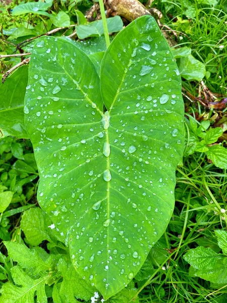 Water droplets are water condensation that forms on the surface of taro leaves. These water droplets are formed when the water vapor contained in the taro leaves turns into liquid when it meets the cold leaf surface.