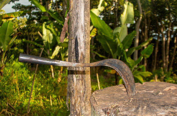 Ножи или мачете, которые фермеры обычно используют для стрижки травы, застряли в деревянных блоках