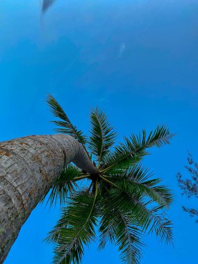 Hindistan cevizi ağaç gövdeleri, arka planda mavi bir gökyüzü ile kumsalda yükselirken görülebilir.