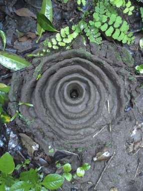 Hint Hasatçı Karınca Yuvası