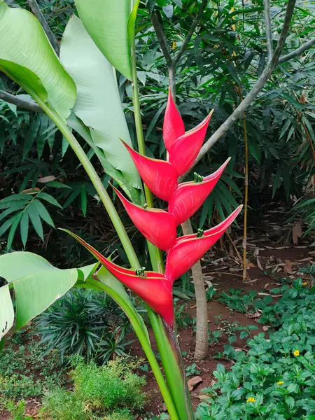 stock image Heliconia Wagnerian Red in Garden