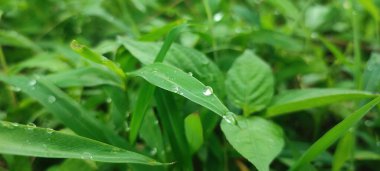 Sabahın erken saatlerinde çimenlerin üzerine çiy damlaları düşer, doğanın saflığının arka planına karşı.