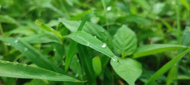 Sabahın erken saatlerinde çimenlerin üzerine çiy damlaları düşer, doğanın saflığının arka planına karşı.