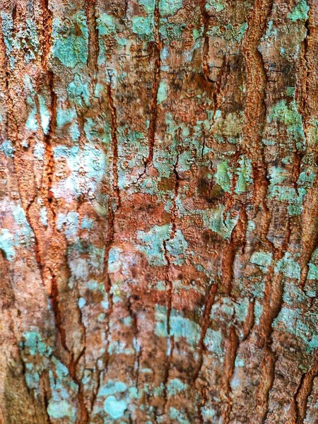 Close Tree Bark Texture Background — Stock Photo, Image