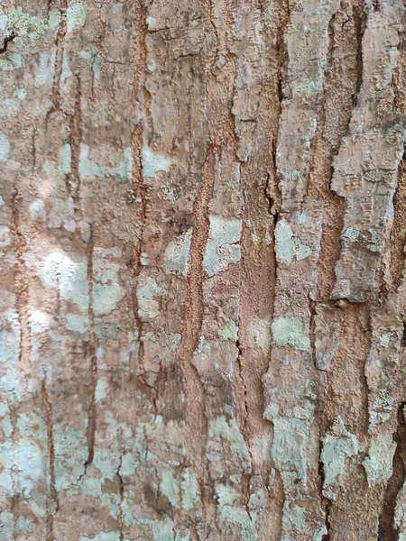 关树树皮纹理背景 — 图库照片
