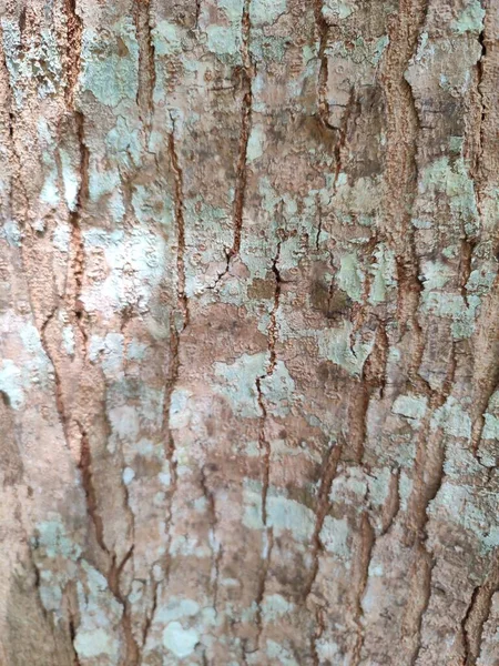 Κοντινό Πλάνο Δέντρο Φλοιός Υφή Φόντου — Φωτογραφία Αρχείου