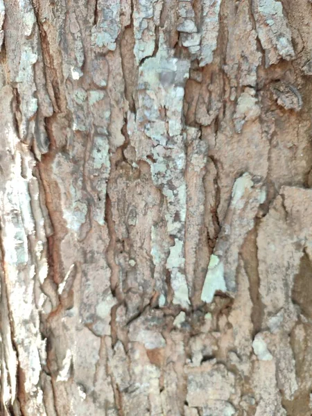Κοντινό Πλάνο Δέντρο Φλοιός Υφή Φόντου — Φωτογραφία Αρχείου