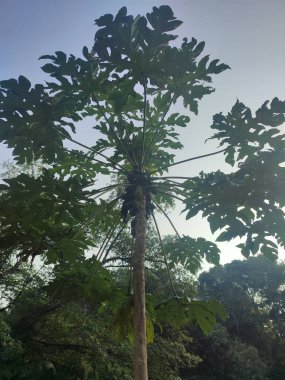 Papaya ağacı ve mavi gökyüzünün altında çiğ papaya meyvesi.