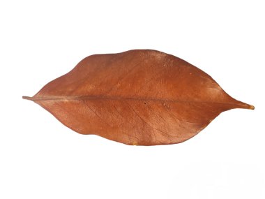 Kahverengi renk yapraklarını beyazda izole et