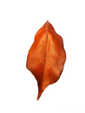 Kahverengi renk yapraklarını beyazda izole et