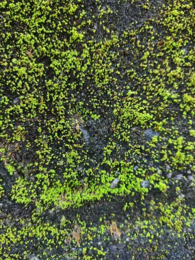 Bali, Endonezya, 23 Ekim 2023: Bali, Endonezya 'da Melasti Plajı - seyahat ve turizm.