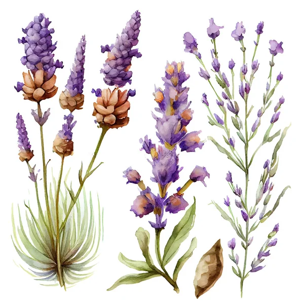 Set Vector Illustatie Van Aquarel Provance Lavendel Isoleren Witte Achtergrond — Stockvector