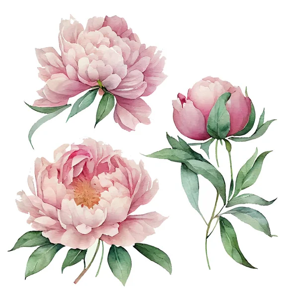 Set Vektor Illustration Von Frühlingsblumen Pfingstrosen Auf Weißem Hintergrund Isolieren — Stockvektor