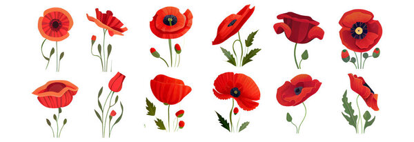 установить векторную иллюстрацию цветов мака изолировать на белой памяти концепции.