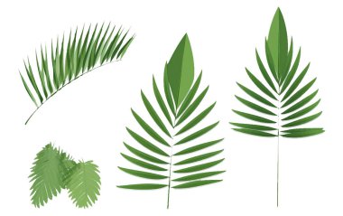 Beyaz arkaplanda izole edilmiş tropikal yaprakların vektör illüstrasyonunu ayarla .