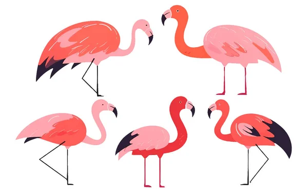 Set Vektor Gyűjtemény Illusztráció Trópusi Rózsaszín Flamingo Elszigetelt Fehér Háttér — Stock Vector