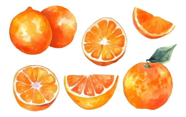 Set Vector Aquarel Illustratie Van Rijp Oranje Geïsoleerd Witte Achtergrond — Stockvector