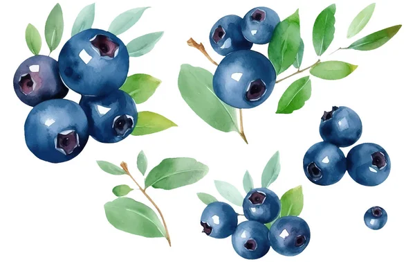 白色背景下分离成熟蓝莓的集矢量水彩画 — 图库矢量图片