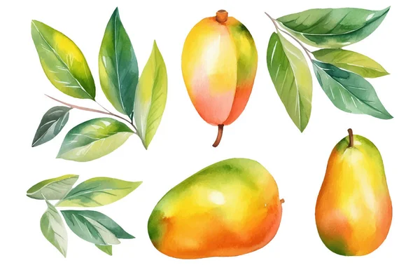 Zestaw Wektor Akwarela Ilustracja Dojrzały Mango Lub Śliwka Izolowane Białym — Wektor stockowy