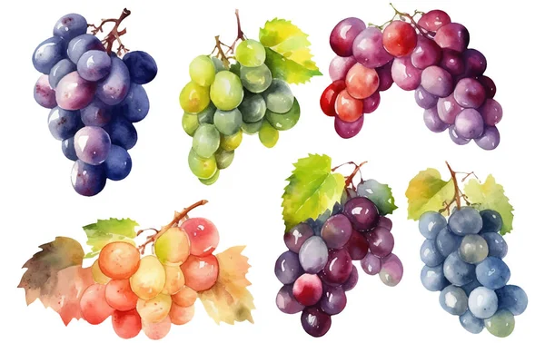 Set Vector Aquarel Illustratie Van Rijpe Druiven Geïsoleerd Witte Achtergrond — Stockvector