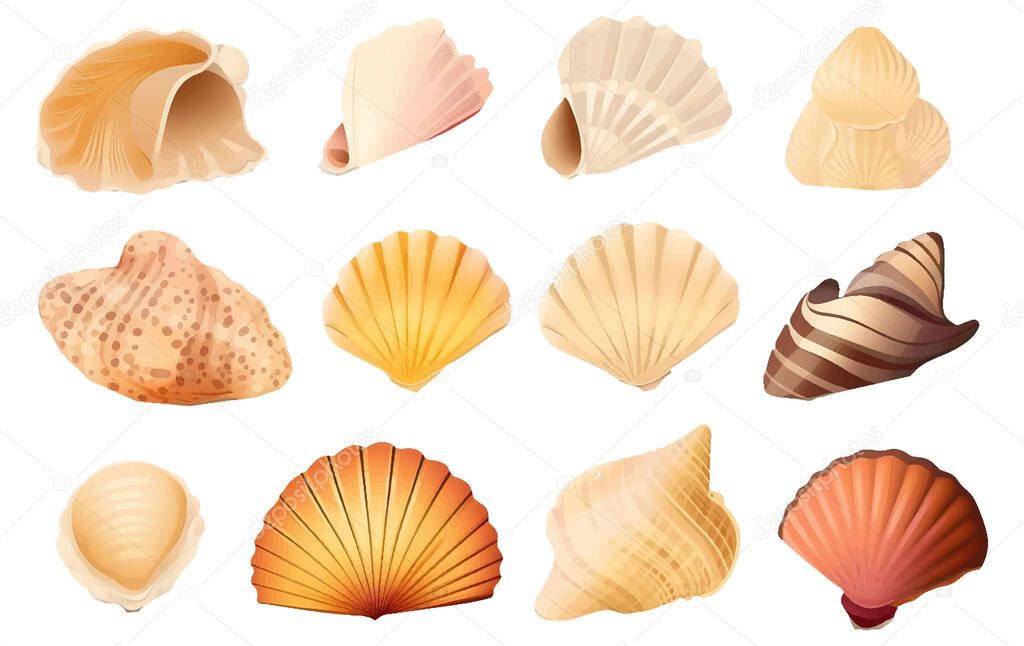 Ui set vector illustration of colorful different shells from the bottom of the ocean isolated on white background.