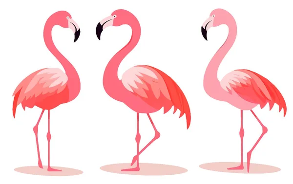 Set Vektor Gyűjtemény Illusztráció Trópusi Rózsaszín Flamingo Elszigetelt Fehér Háttér — Stock Vector