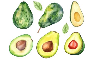 Beyaz arkaplanda izole edilmiş olgun avokadonun vektör suluboya resimlemesini ayarla.