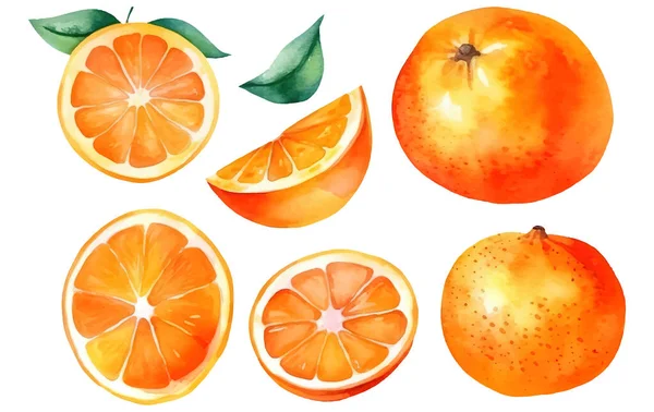 白を背景に分離された熟したオレンジのセットベクトル水彩イラスト — ストックベクタ