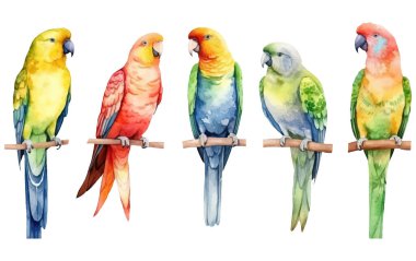 Beyaz arkaplanda izole edilmiş bir dalda papağan çizimi.