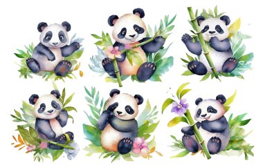 watercolor set illustration of fluffy panda among the bamboo leaves isolated on white background. clipart