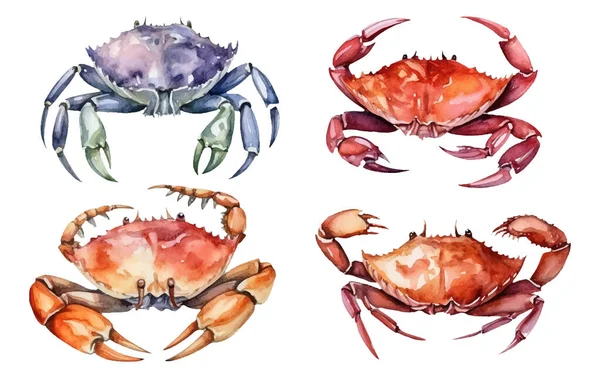 Aquarell Vektor Illustration Der Krabbe Isoliert Auf Weißem Hintergrund — Stockvektor