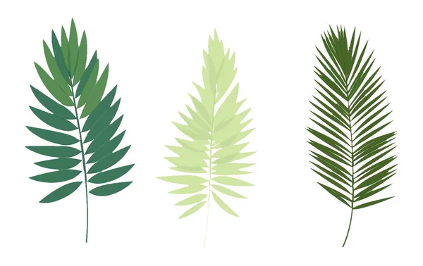 Set Illustration Vectorielle Feuilles Tropicales Isolées Sur Fond Blanc — Image vectorielle