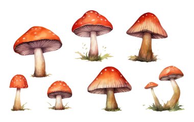 Beyaz arka plan palamutları üzerinde izole edilmiş orman kırmızı amanitasının vektör çizimini ayarla.