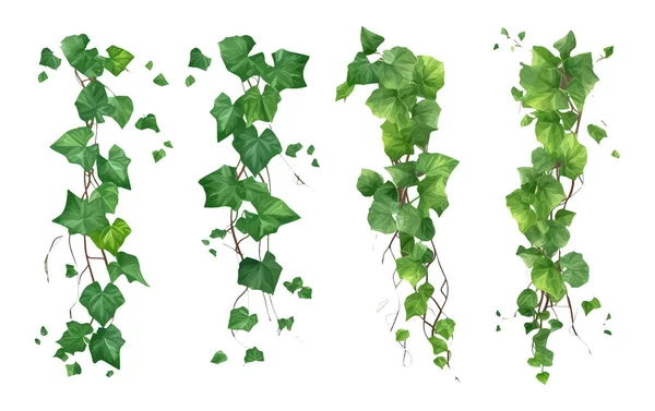 Illustration Vectorielle Plante Lierre Vert Suspendue Isolée Sur Fond Blanc — Image vectorielle