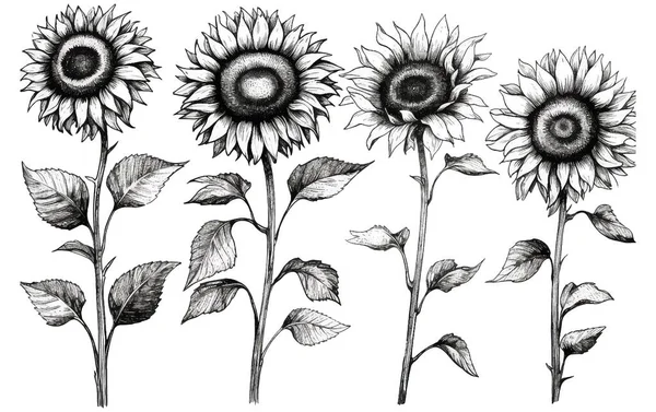 Set Vectoriel Illustration Automne Tournesol Noir Blanc Coloriage Éléments Livre — Image vectorielle