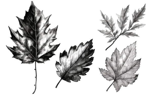 Set Vector Illustration Autumn Leaf Elements Coloring Book Black White — Stock Vector