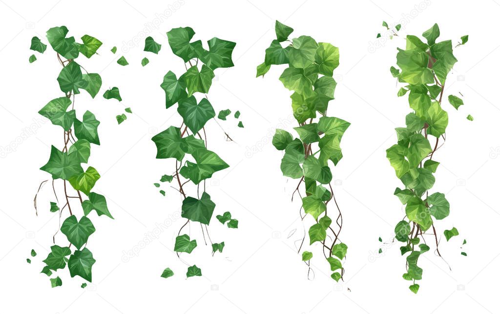 Set vector illustration of green ivy plant hanging down isolated on white background.