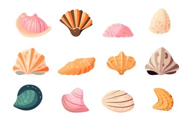 Evet, okyanusun dibinden beyaz arka planda izole edilmiş renkli farklı kabukların vektör çizimi.