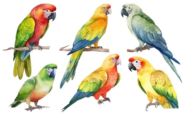 Akvarel Set Ilustrace Papouška Větev Izolované Bílém Pozadí — Stockový vektor