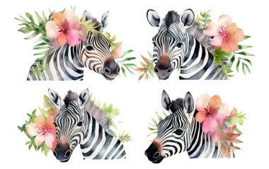 Beyaz arkaplanda izole edilmiş şirin zebranın suluboya çizimi.