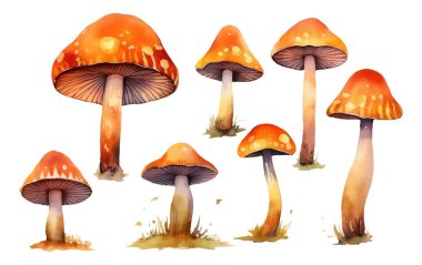 Beyaz arka plan palamutları üzerinde izole edilmiş orman kırmızı amanitasının vektör çizimini ayarla.