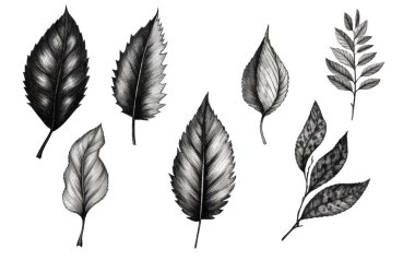 Beyaz arkaplanda izole edilmiş siyah ve beyaz renkler üzerine boyama kitabı vektör illüstrasyonunu ayarla .