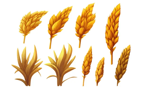 Acuarela Conjunto Vector Ilustración Grano Trigo Dorado Cultivo Aislado Sobre — Vector de stock