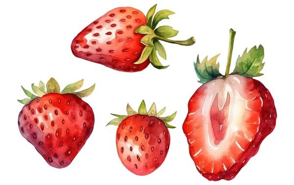 Set Vector Watercolor Illustration Ripe Strawberry Isolated White Background — Stock Vector